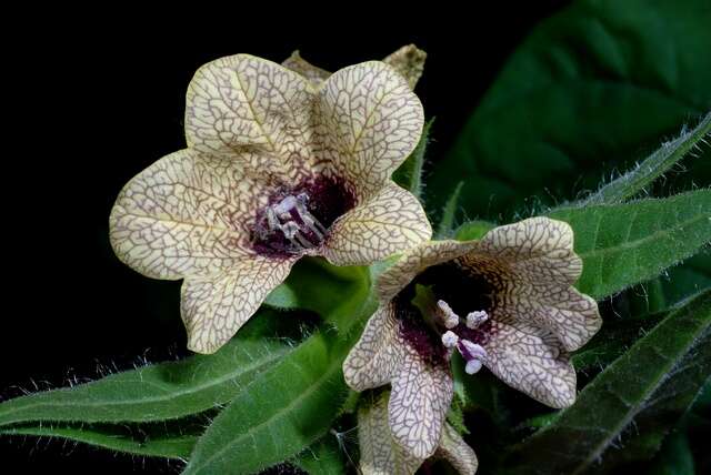 Image of henbane