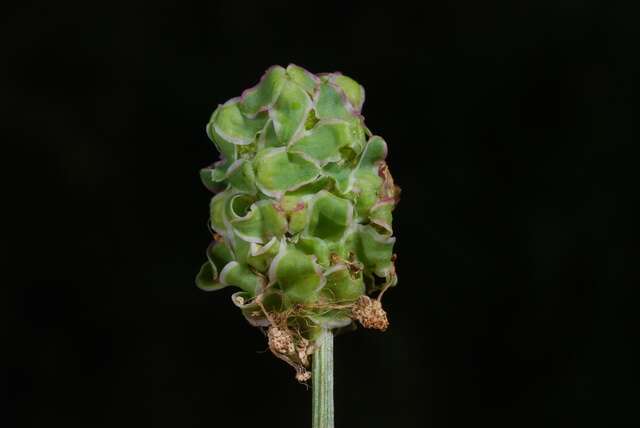 Plancia ëd Poterium sanguisorba subsp. polygamum (Waldst. & Kit.) Asch. & Graebn.