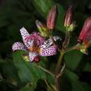 Image of toad lily