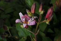 Image of tricyrtis