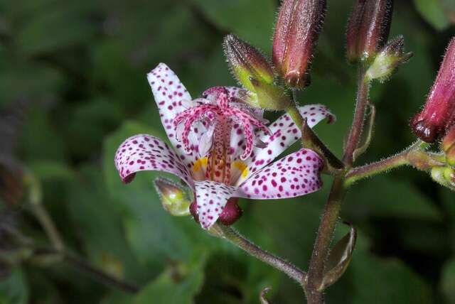 Image of tricyrtis