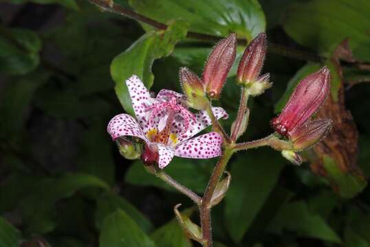 Image of tricyrtis