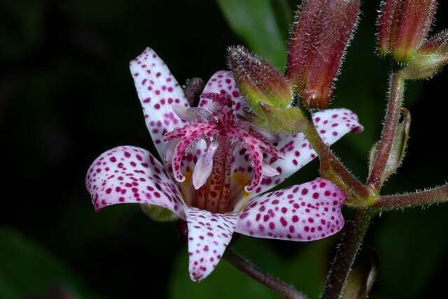 Image of tricyrtis