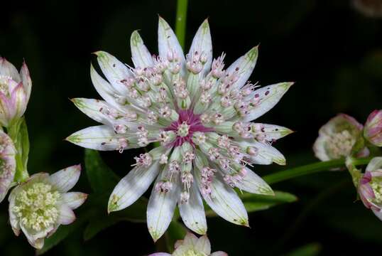 Imagem de Astrantia