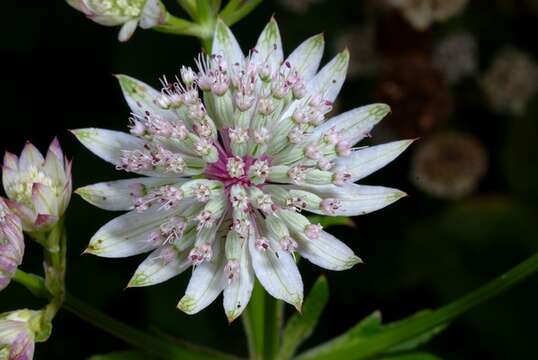 Imagem de Astrantia