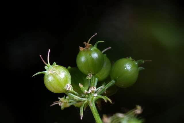 Image of coriander