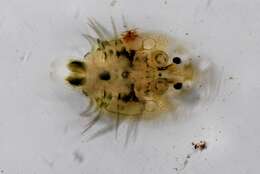 Image of fish lice