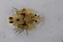 Image of fish lice