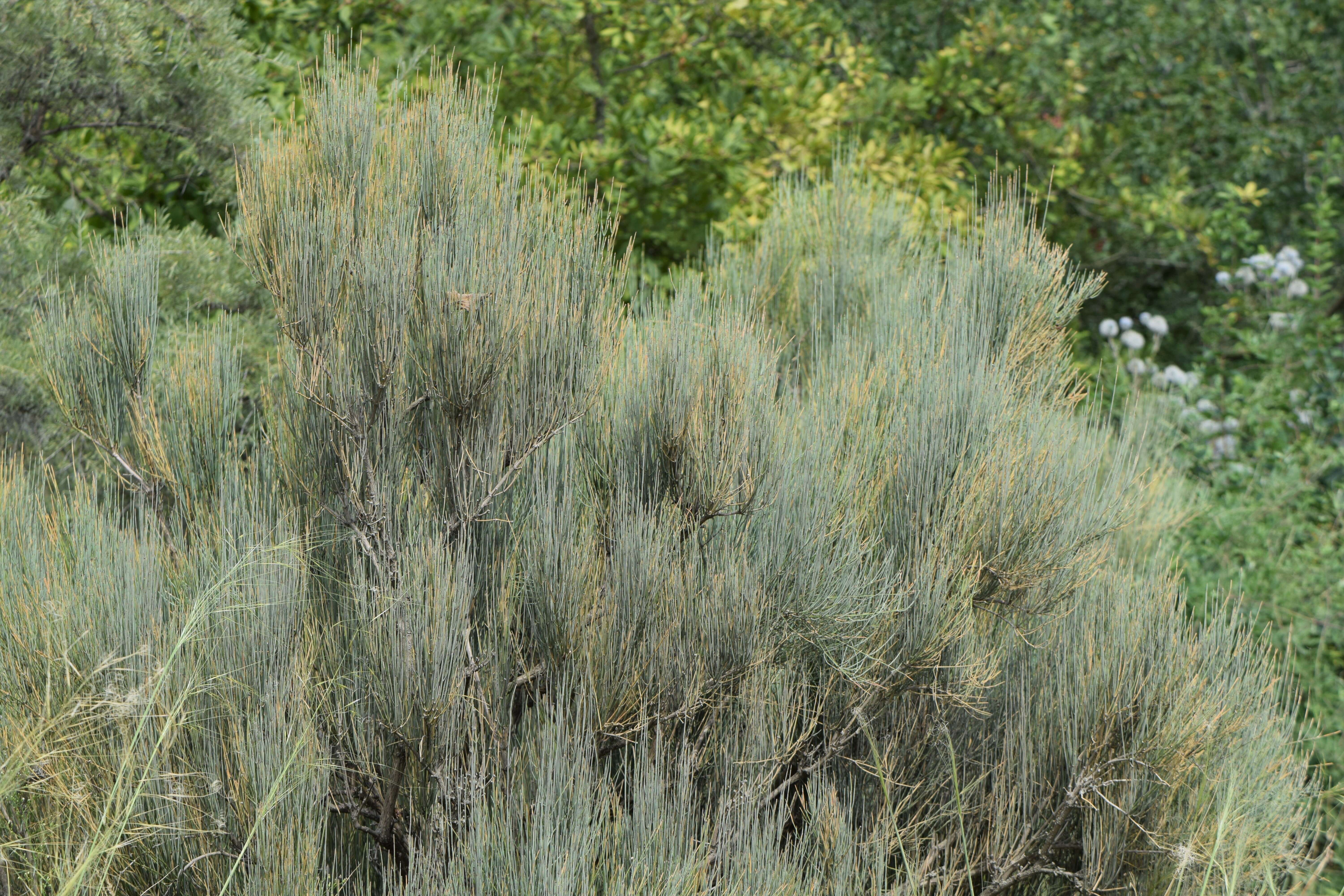 Image of Shrubby Horsetail