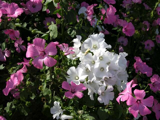 Image of annual mallow