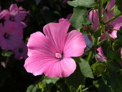 Image of annual mallow