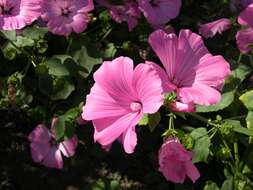 Image of annual mallow