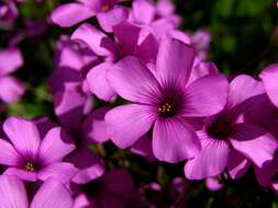 Imagem de Oxalis articulata Savigny