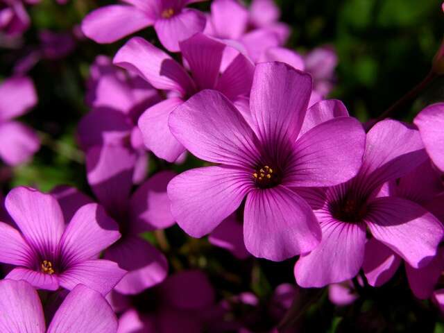 Imagem de Oxalis articulata Savigny