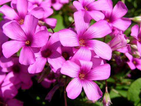 Imagem de Oxalis articulata Savigny