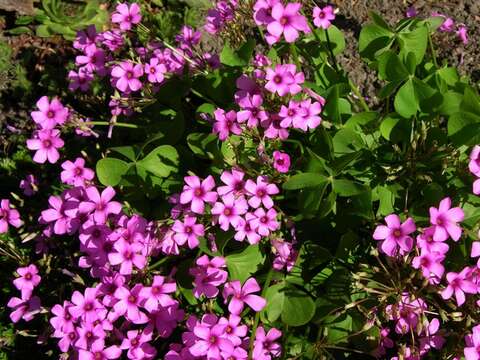 Image of Pink Sorrel