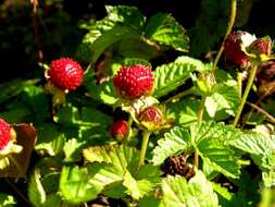 Image of Indian-Strawberry