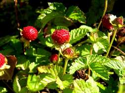 Imagem de Potentilla indica (Andr.) Wolf