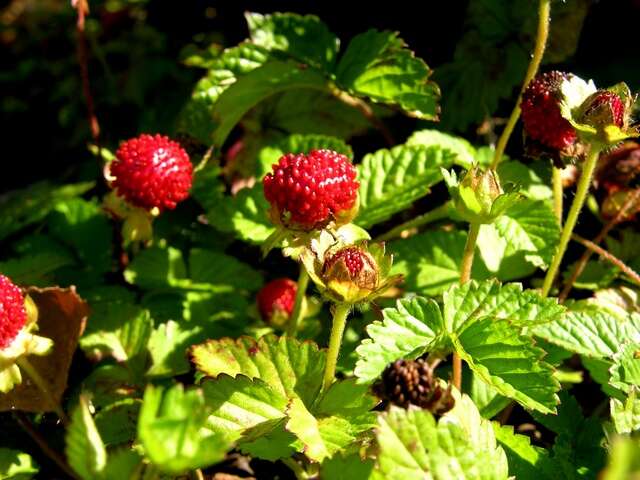 Image of Indian-Strawberry