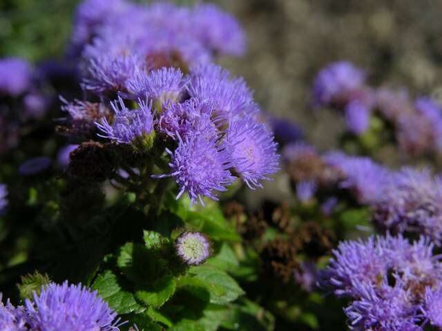 Plancia ëd Ageratum