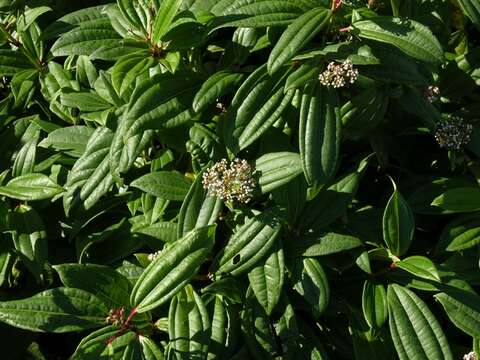 Image of Viburnum davidii Franch.