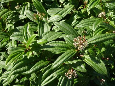 Image of Viburnum davidii Franch.