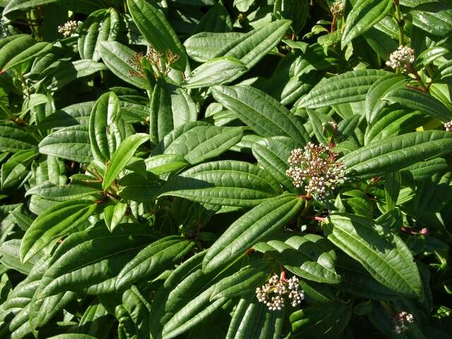 Image de Viburnum davidii Franch.