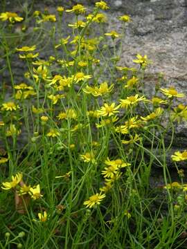 Image of ragwort