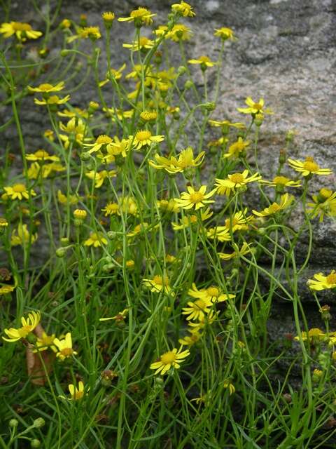 Image of ragwort