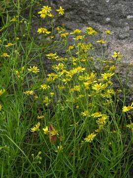 Image of ragwort