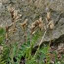 Oxytropis pilosa (L.) DC. resmi