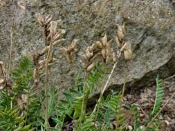 Oxytropis resmi