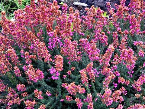 Image of Bell Heather