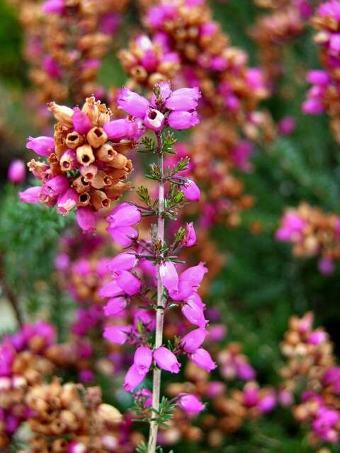 Image of Bell Heather