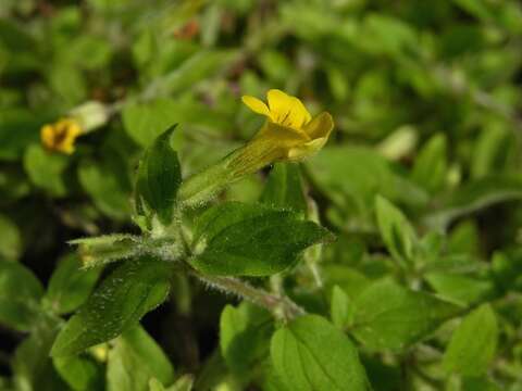 Plancia ëd Erythranthe moschata (Douglas ex Lindl.) G. L. Nesom