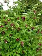 Image of leycesteria