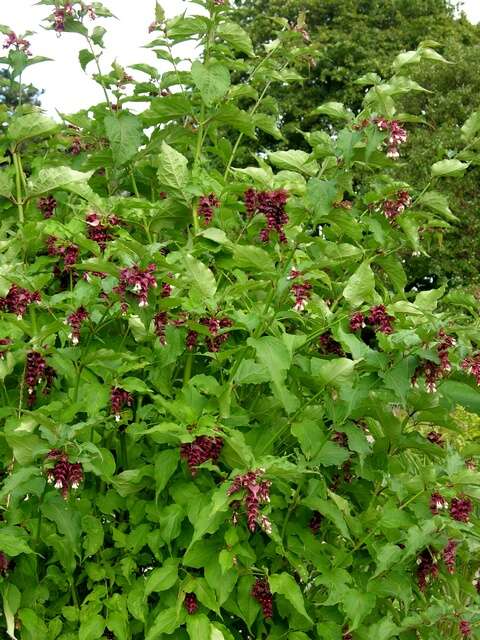 Image of leycesteria