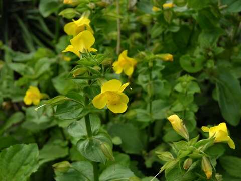 Image of <i>Mimulus guttatus</i>