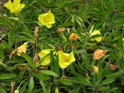 Oenothera macrocarpa Nutt. resmi