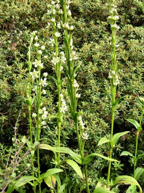 Image of Swertia speciosa G. Don