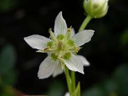 Image of Swertia speciosa G. Don