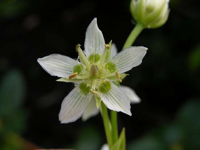 Image of Swertia speciosa G. Don