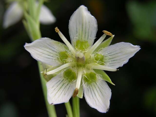 Слика од Swertia speciosa G. Don