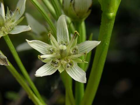 Image of Swertia speciosa G. Don