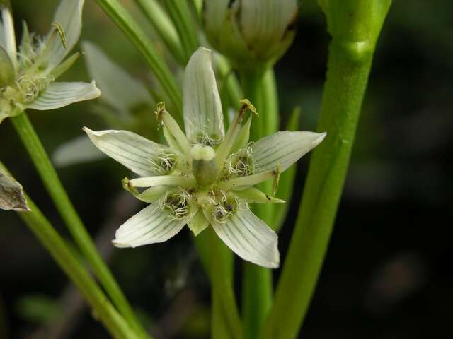 Слика од Swertia speciosa G. Don