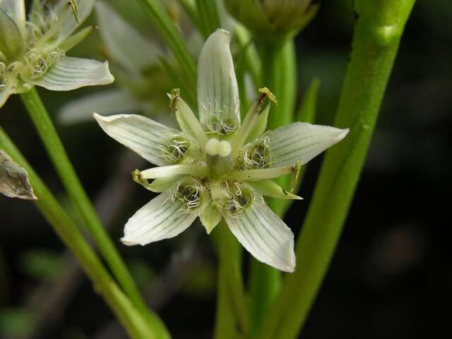 Слика од Swertia speciosa G. Don