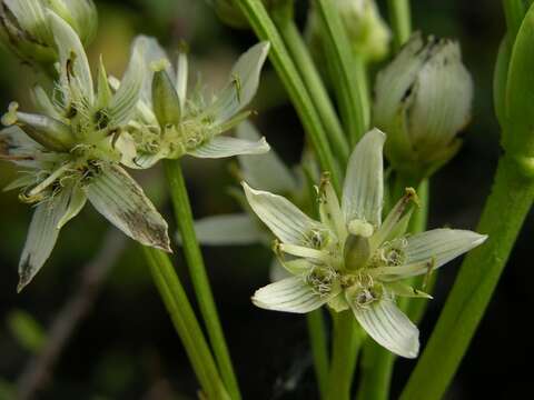 Image of Swertia speciosa G. Don