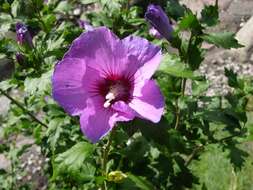 Image of rosemallow