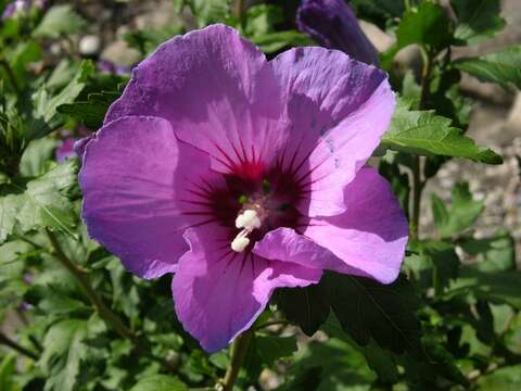 Image of rosemallow