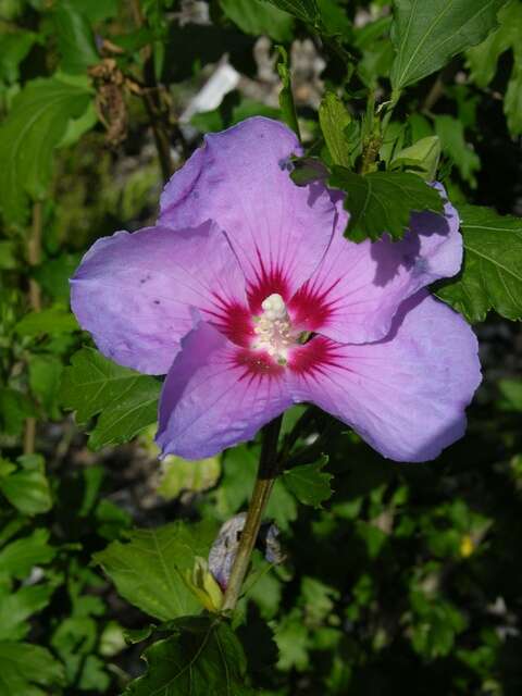 Image of rosemallow